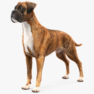 Boxer Dog Tiger Colored Fur 3D