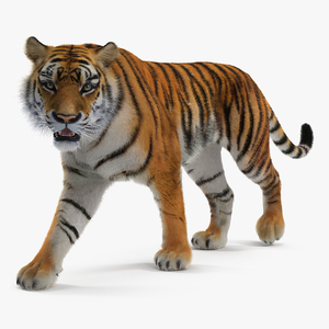 3D Tiger Walkig Pose with Fur