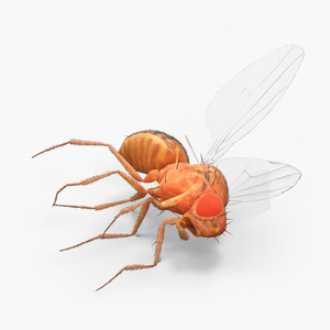 Drosophila Dead Fur 3D model