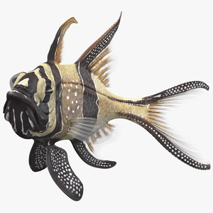 3D model Banggai Cardinalfish