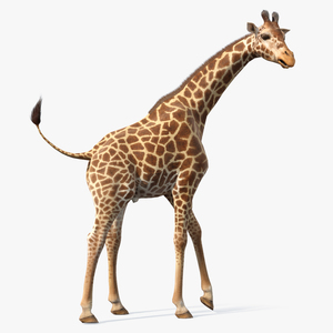 3D African Giraffe Fur Rigged