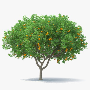 3D Orange Tree with Fruits model