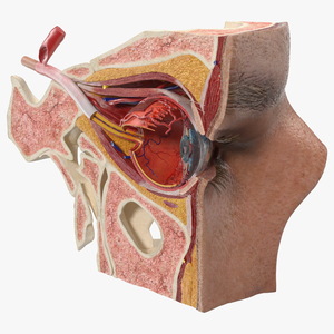 3D model Eye Anatomy Cross-Section Left