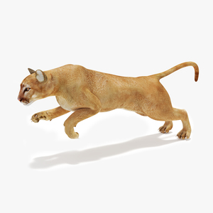 Jumping Puma 3D