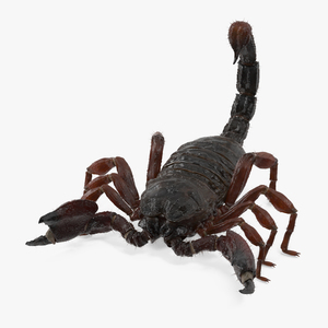 Realistic Scorpion with Fur 3D