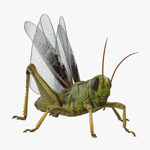 Grasshopper with Fur Rigged 3D