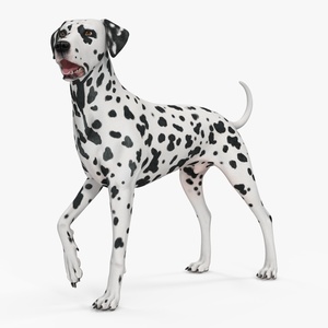 3D model Spotted Standing Dalmatian Dog