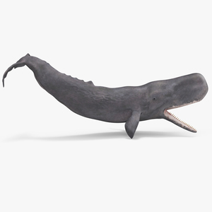 Toothed Whale Cachalot Eating Pose 3D model