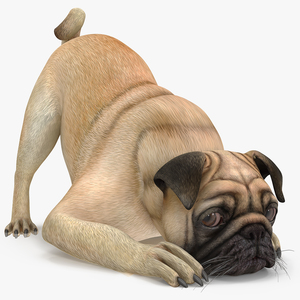 Pug Dog Rigged 3D model