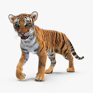 3D Tiger Cub Rigged