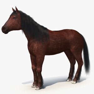 3D Horse with Fur 2