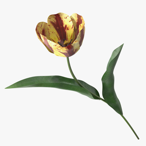 Blooming Banja Luka Tulip Flower 3D