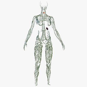 3D Female Lymphatic System Anatomy