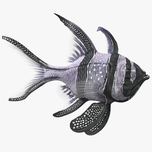 Longfin Cardinalfish Swimming Pose 3D model