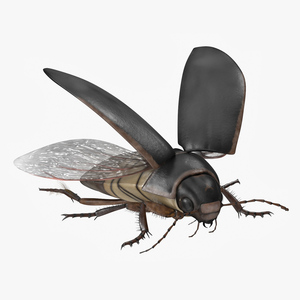 Aquatic Beetle Black Flying 3D