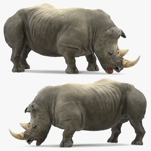 3D model Adult Rhino Drinking Pose