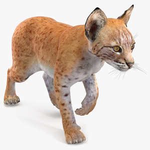 Lynx Cub in Walking Pose 3D model