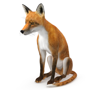 3D model Wild Red Fox Sitting Pose