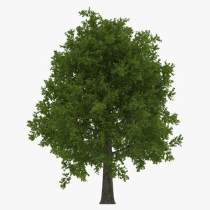 Red Oak Tree Summer 3D model