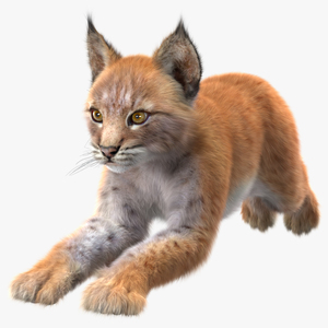 3D Lynx Cub in Jumping Pose Fur model