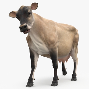 3D Cream Cow Rigged