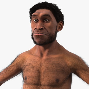 3D Homo Erectus Fur