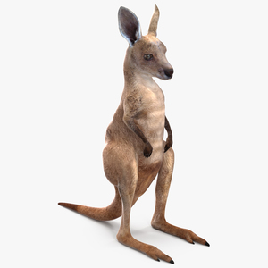 3D model Baby Kangaroo in Standing Pose