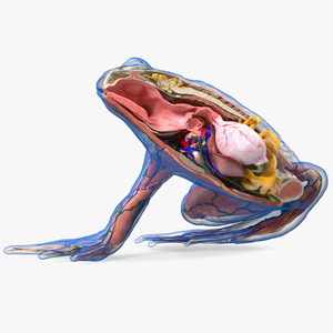 3D model Frog Anatomy Right Side Transparent