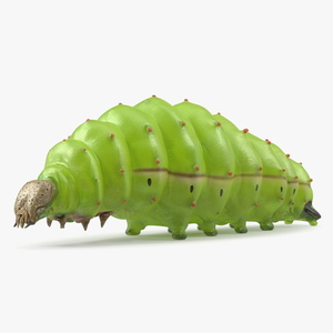 3D model Silkworm Green Rigged for Maya