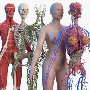 3D Complete Female Body Anatomy model