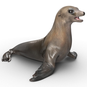 3D model Sea Lion