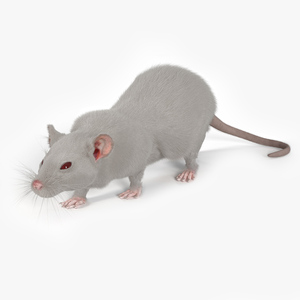 3D Realistic White Rat with Fur model