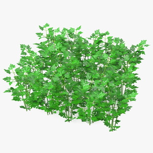 Young Parsley Bed 3D