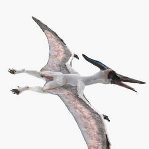 Pterosaur Pteranodon White Rigged with Fur 3D