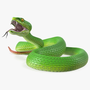 3D model Viper Green Trimeresurus Rigged for Cinema 4D