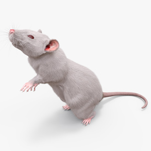 3D Standing Rat with Fur