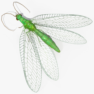 3D model Green Lacewing Fur Rigged