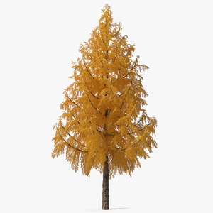 3D Tall Japanese Larch Tree Yellow