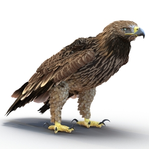 3D Imperial Eagle Pose 5