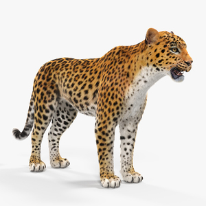 3D Leopard with Fur