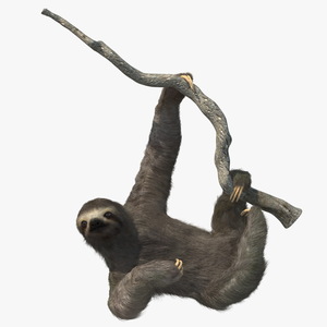 3D Sloth Hanging from a Branch Fur