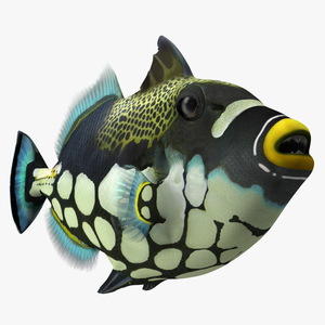 3D Realistic Clown Trigger Fish model