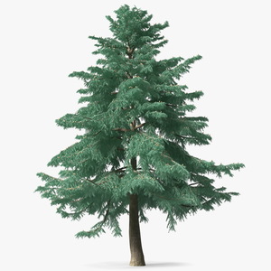 3D Cedrus Libani Blue Tree model