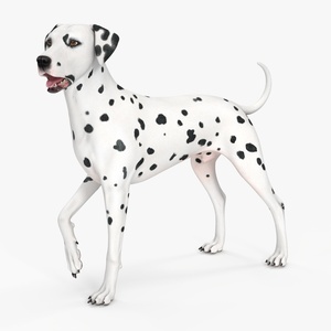 Dalmatian Dog Standing Pose 3D