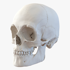 3D Male Human Skull