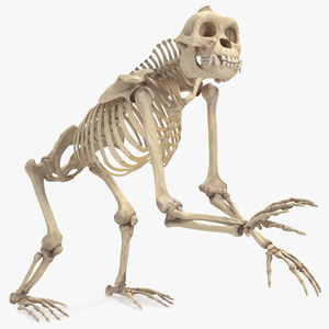 3D Gorilla Skeleton Rigged model