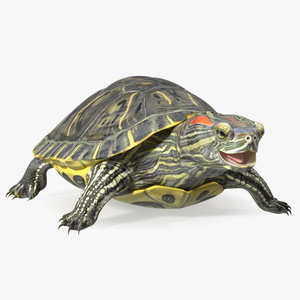 Red Eared Slider Rigged for Maya 3D