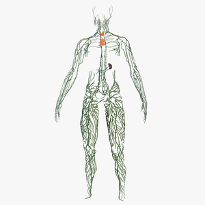 Human Lymphatic System Full Body 3D