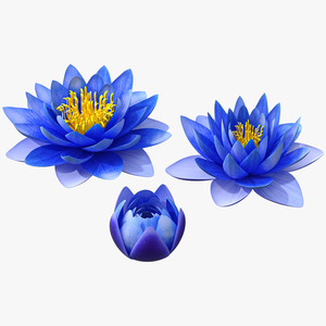 3D model Nymphaea Siam Purple Blue