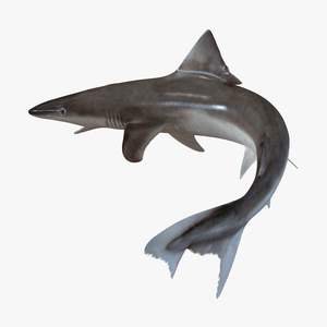 School Shark Pose 2 3D model